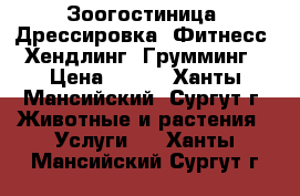 Зоогостиница, Дрессировка, Фитнесс, Хендлинг, Грумминг › Цена ­ 500 - Ханты-Мансийский, Сургут г. Животные и растения » Услуги   . Ханты-Мансийский,Сургут г.